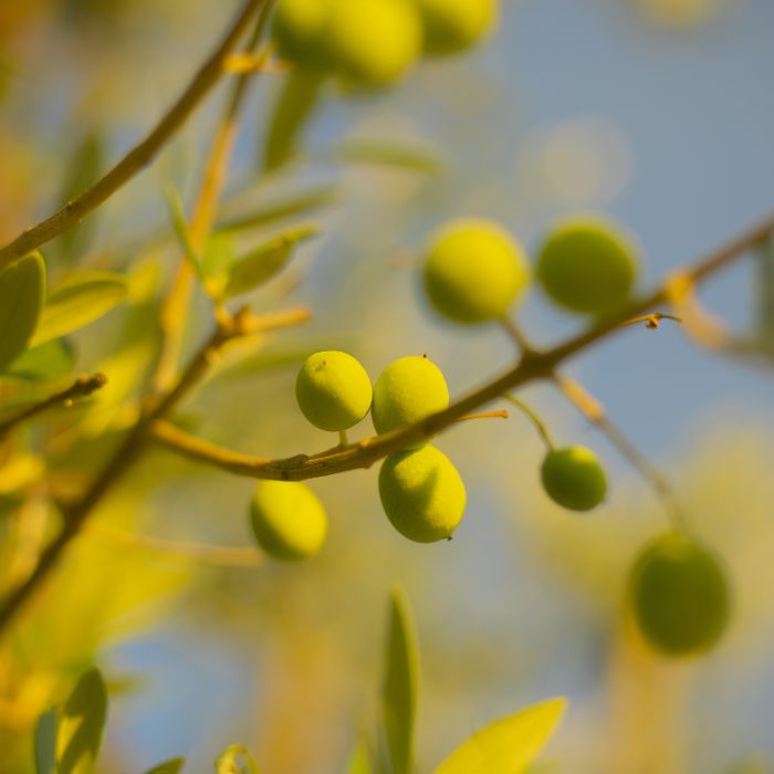 Fasi di produzione dell'olio extravergine