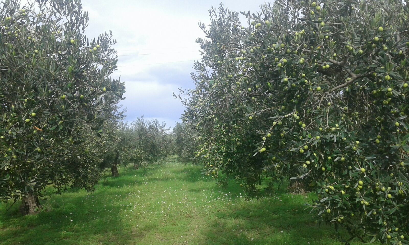 Olio Extravergine, fruttato e cultivar Coppini Arte Olearia