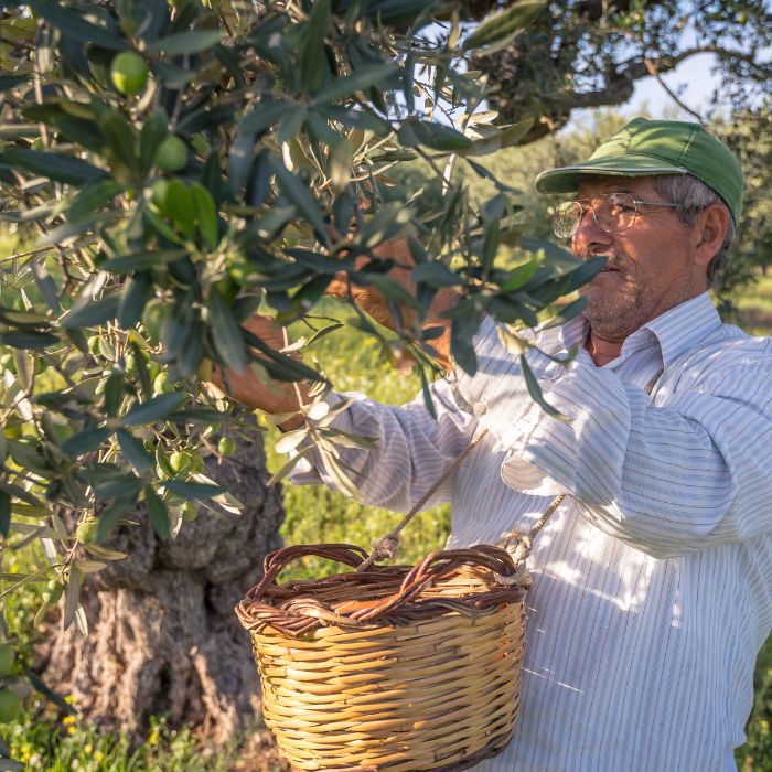 Prezzo Olio extravergine - Olivicoltore durante la raccolta